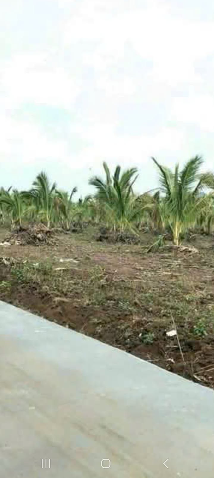 Đất Đắk Lắk 1000m² Sổ Đỏ Sẵn Sàng - Giá Đầu Tư Chỉ 270 Triệu