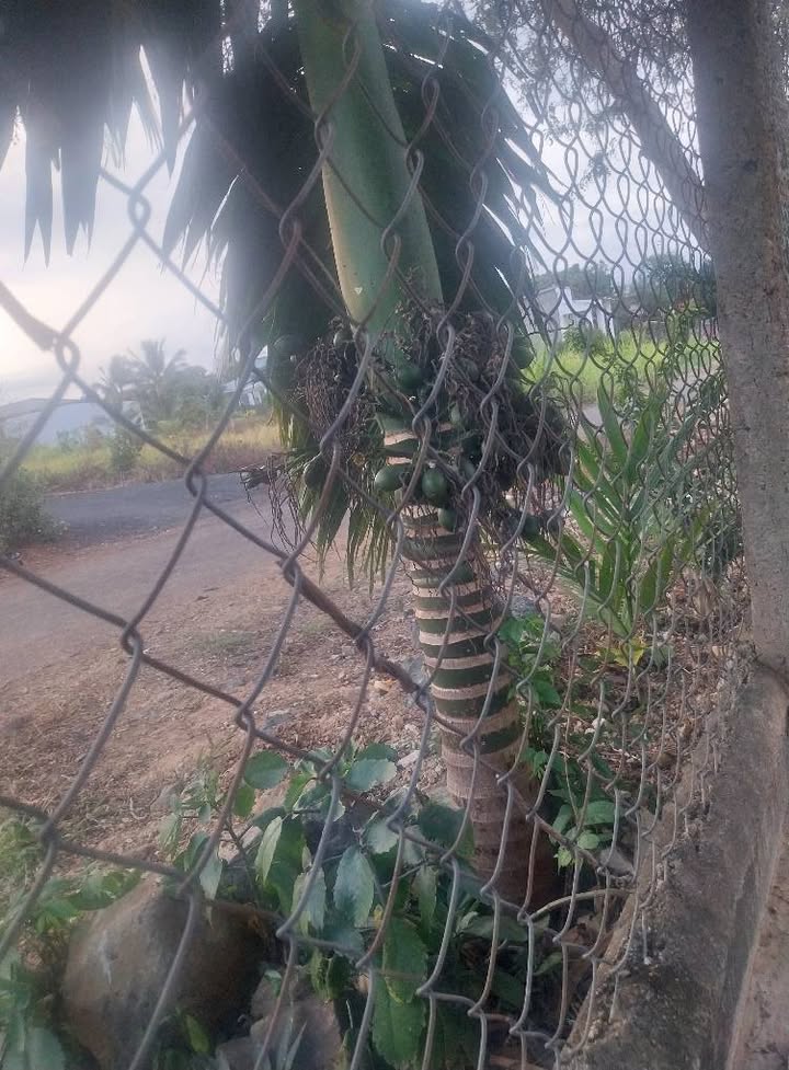 Đất nền Phường Thành Công Buôn Ma Thuột 500m² - Bán gấp, giá tốt!