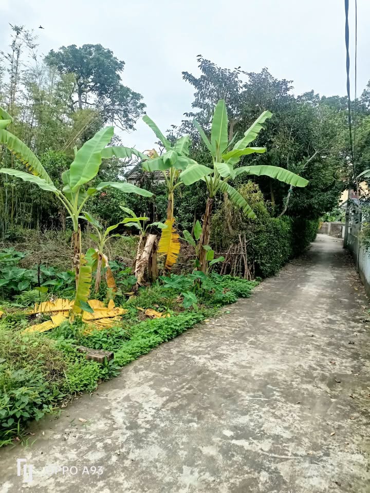 Đất nền Đặng Cương An Dương 90m² giá 1.3 tỷ - Sổ đỏ chính chủ