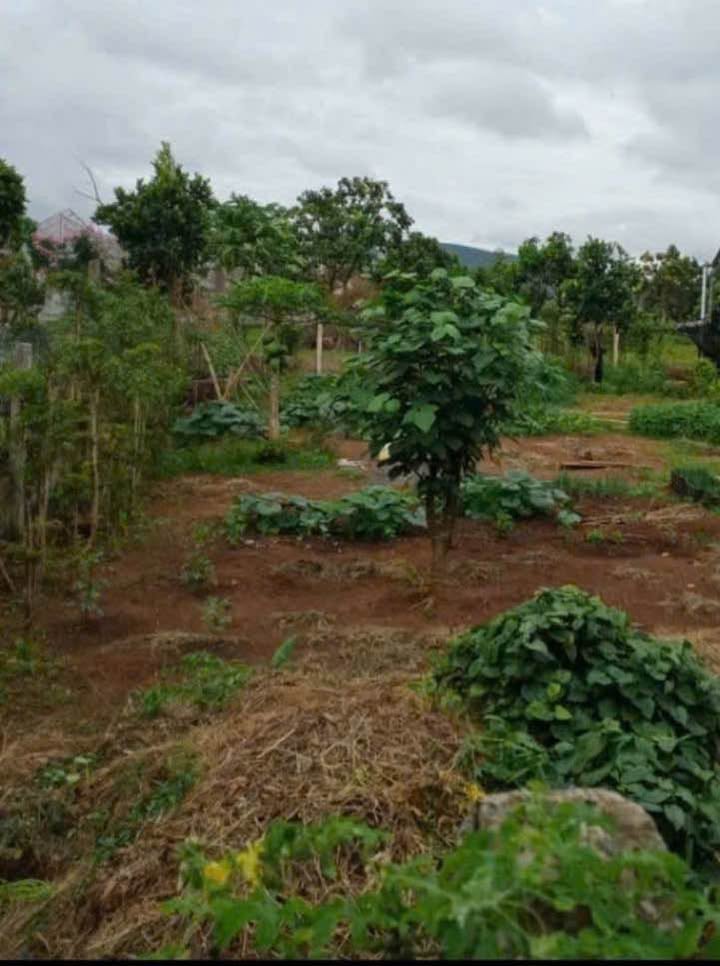 Đất nền Bắc Hội Hiệp Thạnh Đức Trọng 207m² - Xây dựng tự do!