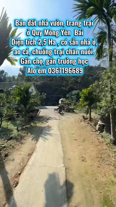 Bán Đất Vườn Yên Bái 2.5 Ha - Sẵn Nhà, Ao Cá, Quế & Tre Thu Hoạch