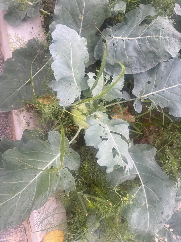 Đất nền Long Tân 1000m² - Sổ sẵn, Giá 790 triệu - Lộc đầu xuân