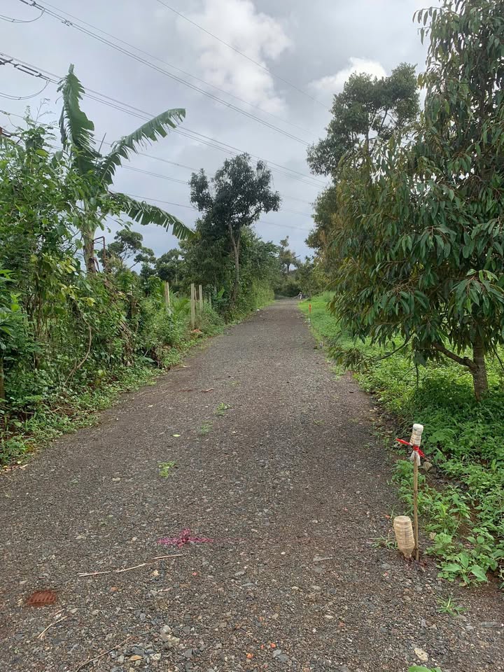 Đất Vườn Hẻm Nguyễn Xuân Nguyên BMT 500m² - Giá Đầu Tư Tốt