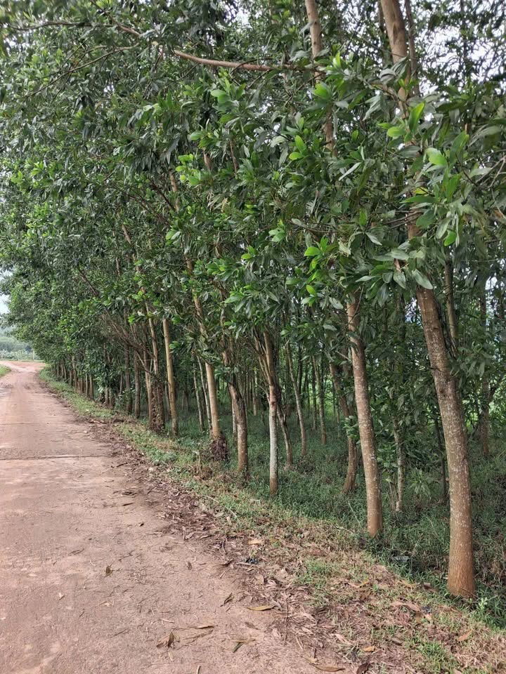 Đất nền Hành Minh, Nghĩa Hành hơn 700m² - Tiềm năng tăng giá!