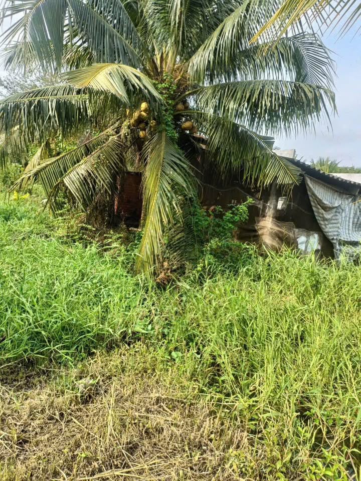 Bán Gấp Đất Vườn 6300m² Mặt Tiền Đường Gần Sân Chim Vàm Cò, Bến Tre