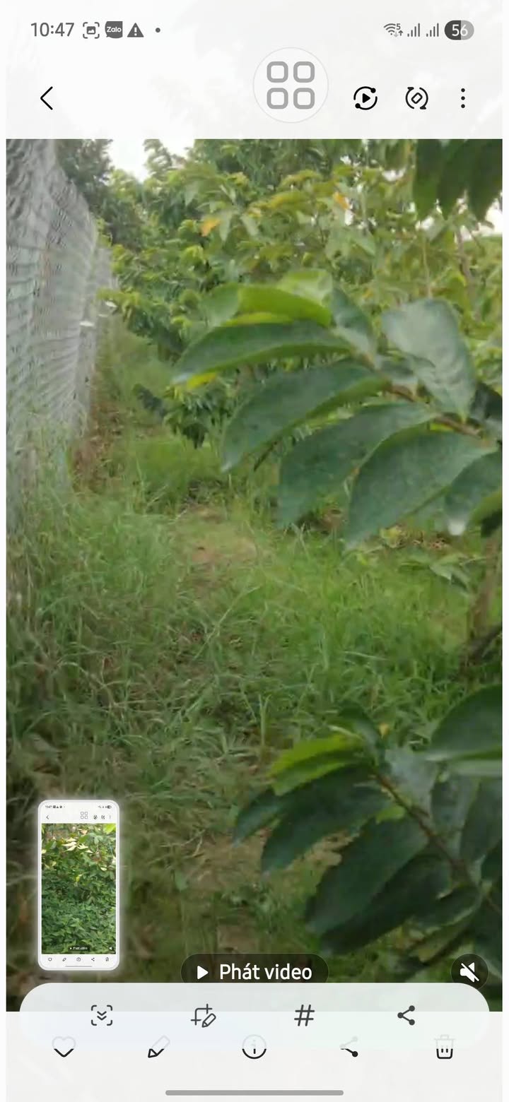 Bán Gấp 5700m² Đất Vườn Mận, Mãng Cầu Gai Trĩu Quả - Lai Vung, Đồng Tháp