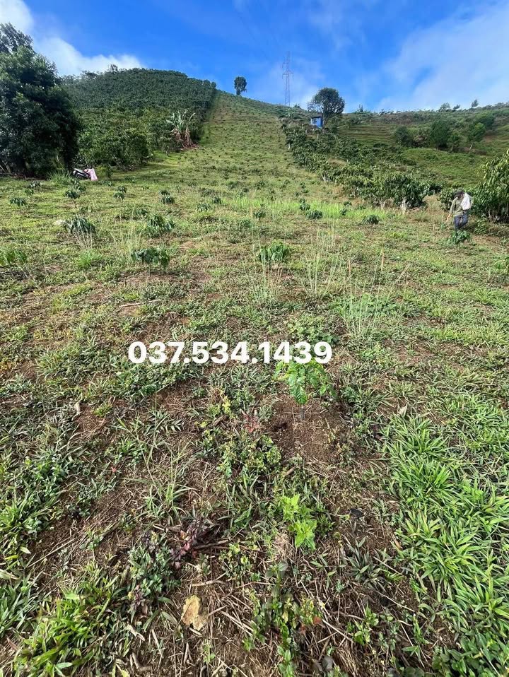 Đất nền Lộc Châu, Bảo Lộc 1512m² - Sổ đỏ chính chủ, ô tô tận nơi!