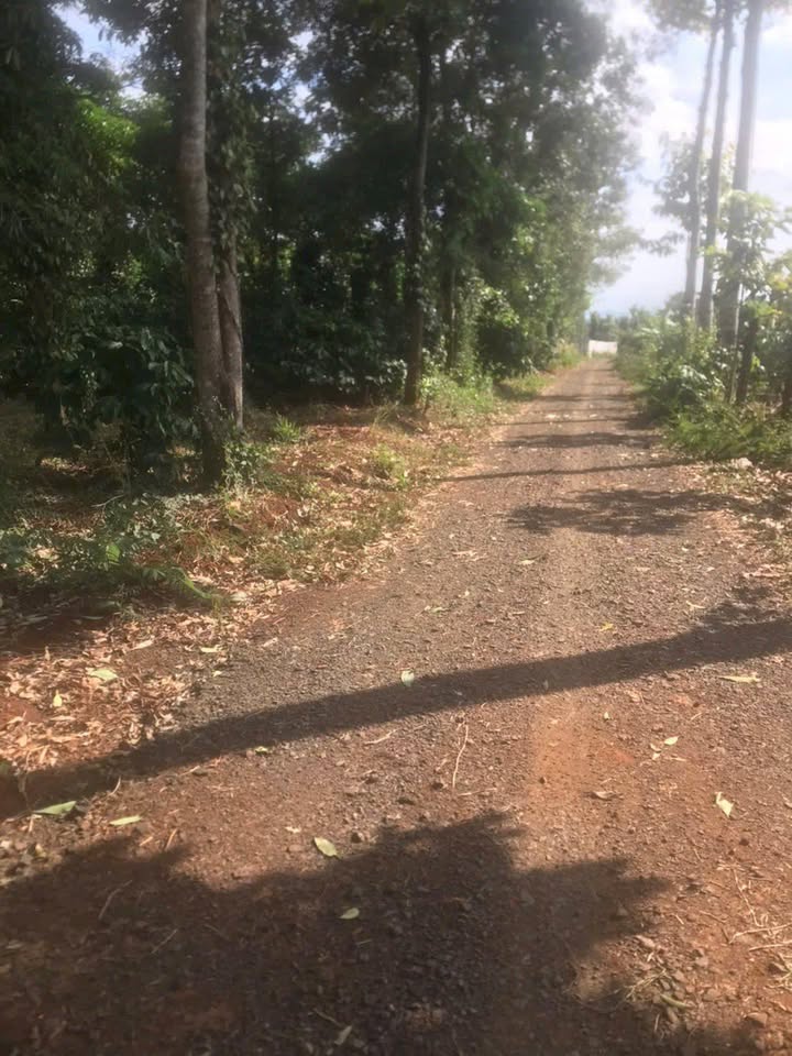 Đất nền Khánh Xuân 1440m² Krông Buk - Tiềm năng tăng giá vượt trội!