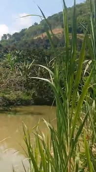 Bán Gấp 2ha Đất Vườn Đạ Rsal, Đam Rông - Sổ Đỏ Kinh Tế Trang Trại