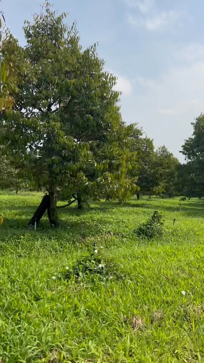 Đất vườn Tân Uyên 16.000m² giá 8.5 tỷ - Đầu tư dài hạn cực tốt!