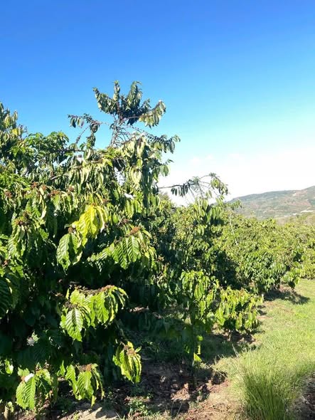 Đất vườn Tân Lâm Di Linh 1.25ha giá 4 tỷ - Đầu tư dài hạn lý tưởng