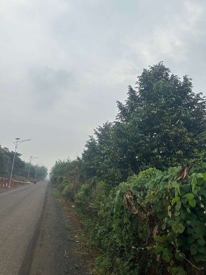 Đất mặt tiền Đức Phong Bù Đăng 130tr/m ngang - Sổ đỏ chính chủ