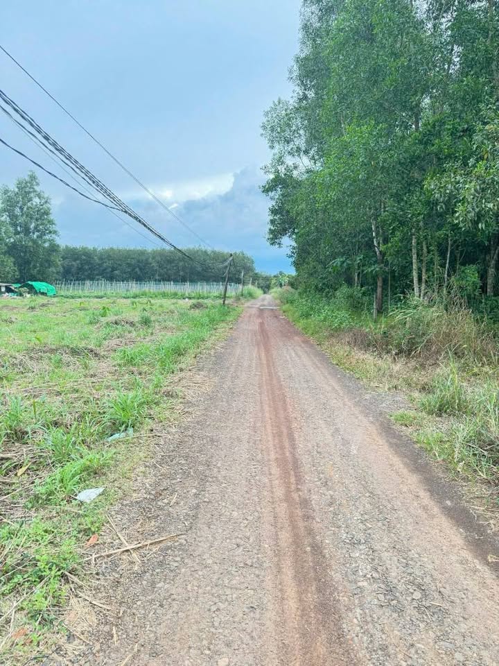 Đất nền Định Thành Dầu Tiếng 1560m² - Sổ đỏ chính chủ, nở hậu!