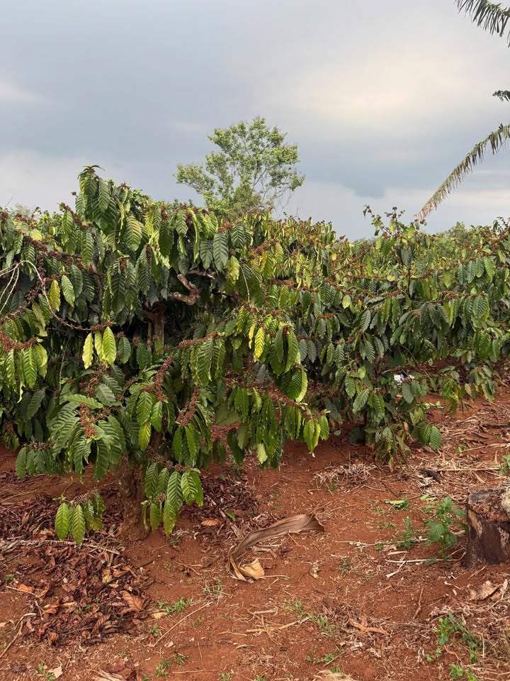 Đất vườn Ia Phang 43ha chỉ 900 triệu - Tiềm năng đầu tư dài hạn!