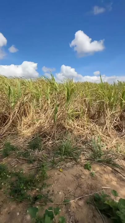 Đất Rẫy Kông Chro Gia Lai 4ha - Cơ Hội Đầu Tư Dài Hạn 1.4 Tỷ