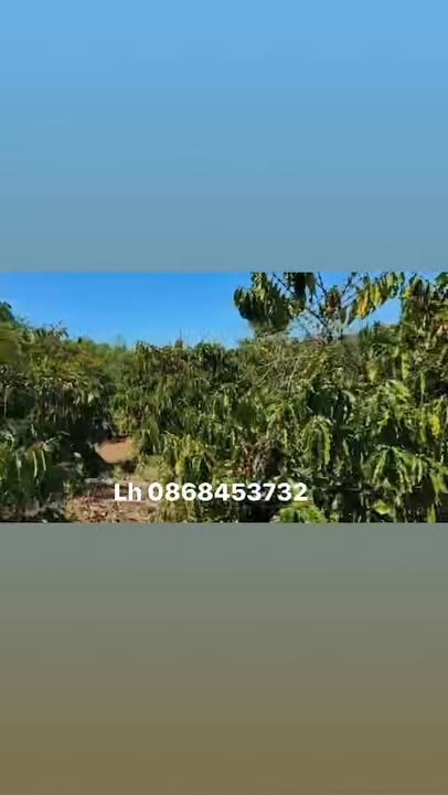 Bán Gấp Farm Chanh Dây 2.3ha Đak Ta Ley, Gia Lai - Sổ Hồng Sẵn Sàng