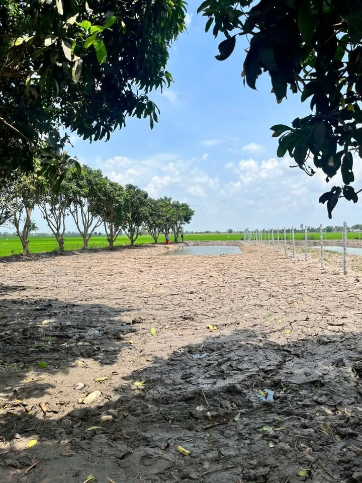 Đất vườn Châu Thành Kiên Giang 1000m² giá 390 triệu - Nghỉ dưỡng lý tưởng!