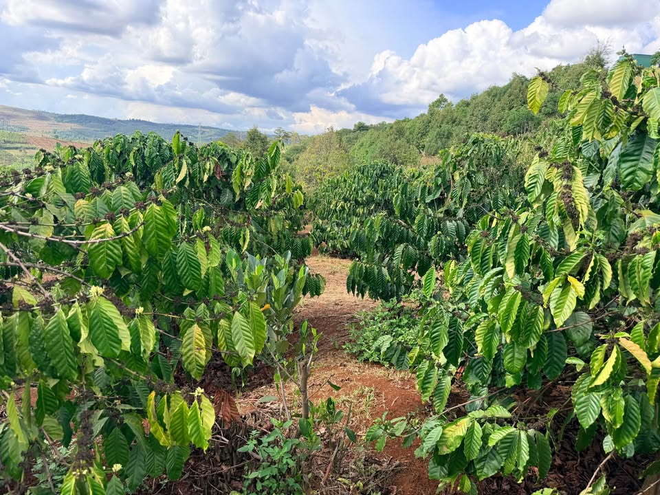 Đất vườn Trường Xuân Đạ Tẻh 1.1ha giá 2.1 tỷ - Nghỉ dưỡng lý tưởng!