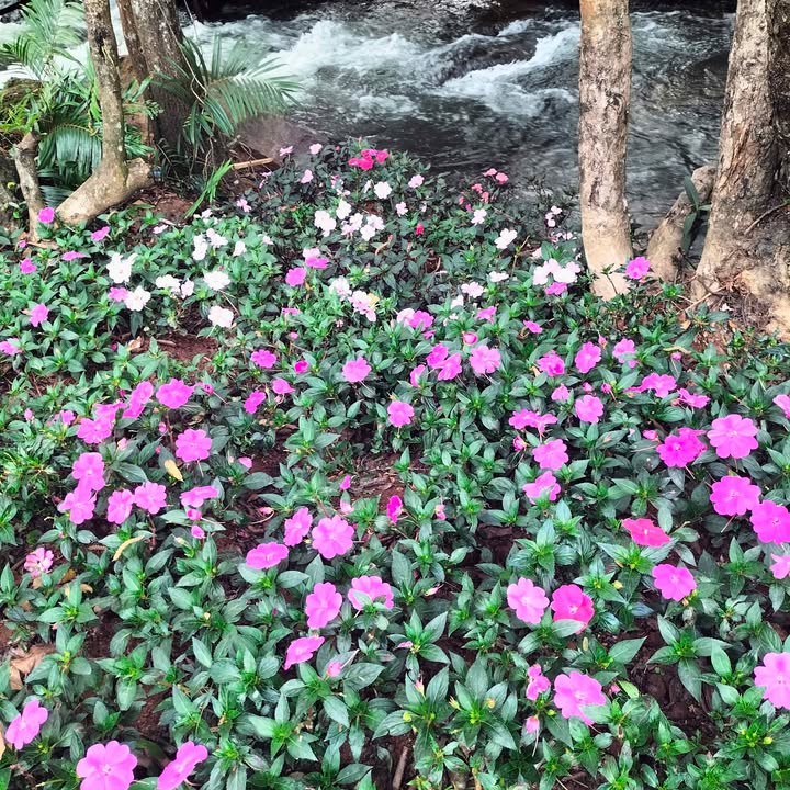 Đất vườn Đoàn Kết Lâm Hà 2300m² giá 680 triệu - Nghỉ dưỡng lý tưởng!