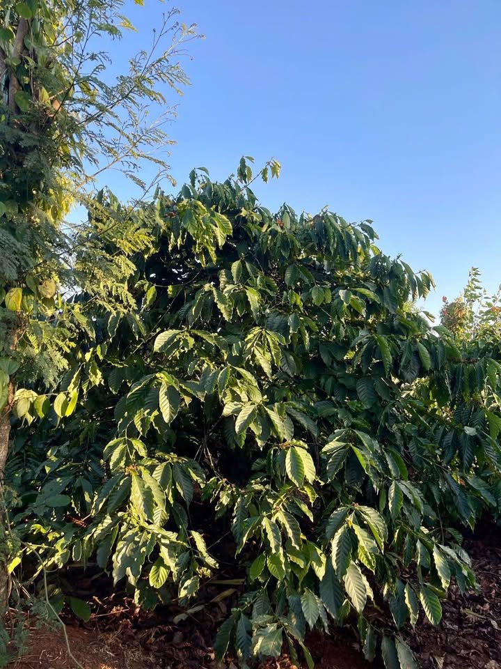 Đất vườn Ia Piar Phú Thiện 1.1ha 2.8 tỷ - Đầu tư dài hạn