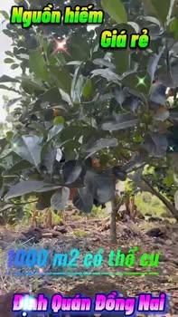 Đất Vườn Đồng Nai 1000m² - Sổ Hồng Riêng, Dòng Tiền Sẵn 520 Triệu