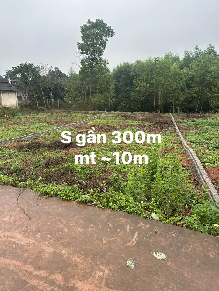 Bán Gấp Đất Tân Đức Phú Bình 300m² - Sổ Thổ Cư, Giá 6xx Triệu