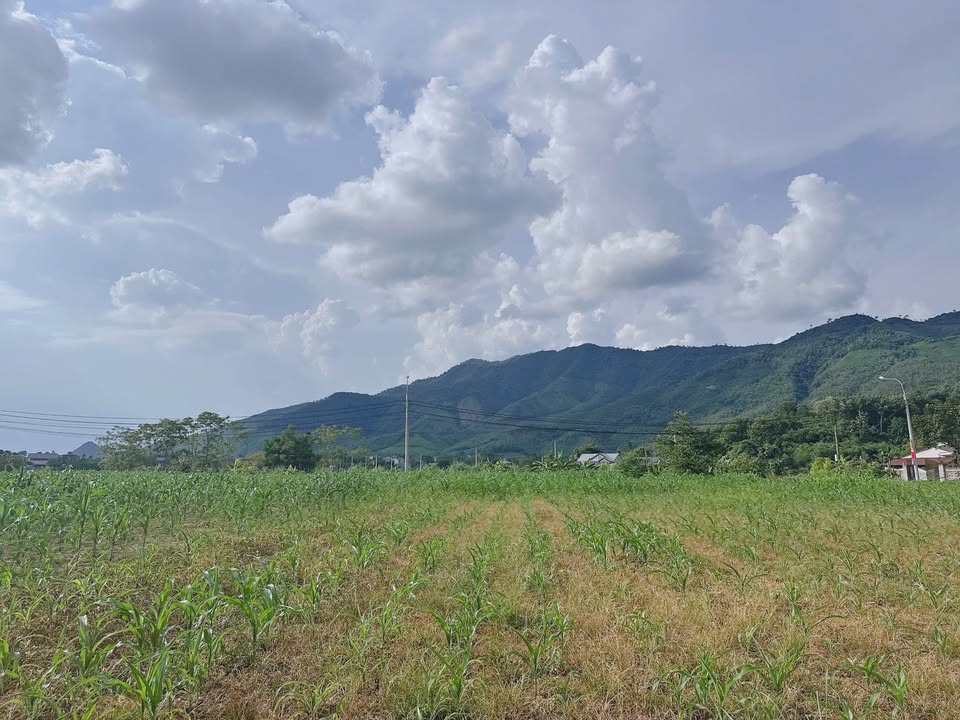 Đất biệt thự Yên Lập Phú Thọ 240m² giá 1.x tỷ - Sổ đỏ chính chủ!