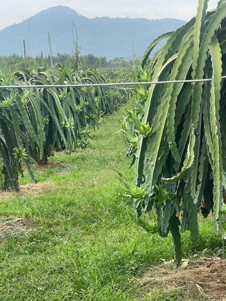 Đất Nền Hàm Thuận Nam 20.868m² - Sổ Đỏ Chính Chủ, Tiềm Năng Sinh Lời!