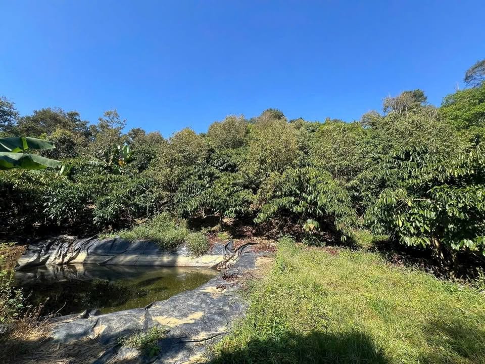 Đất Nền 1.5ha Thôn 8 Tân Lạc, Bảo Lâm - Sổ Hồng Sẵn Sàng