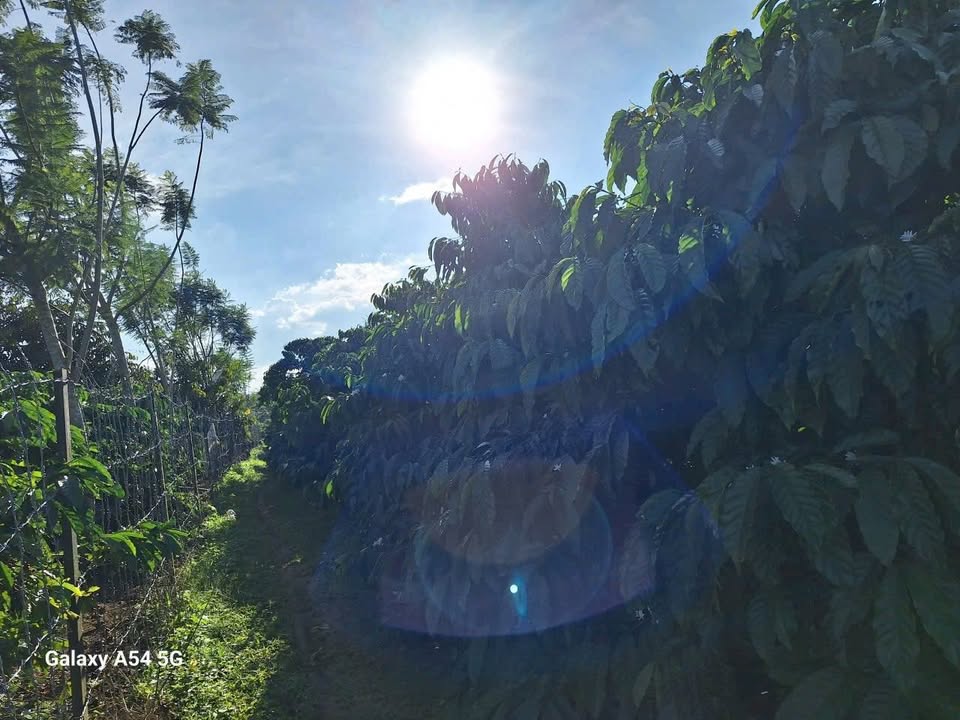 Đất Vườn Cà Phê 5600m² Di Linh - Sẵn Sàng Thu Hoạch, Giá 3.2 Tỷ