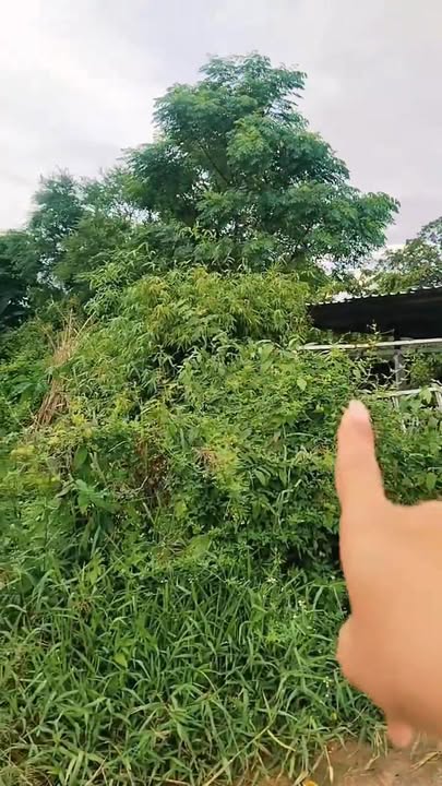 Bán Đất Phước Khánh, Đông Hòa, Phú Yên - 300m² Giá Tốt, View Đồng Mát Mẻ