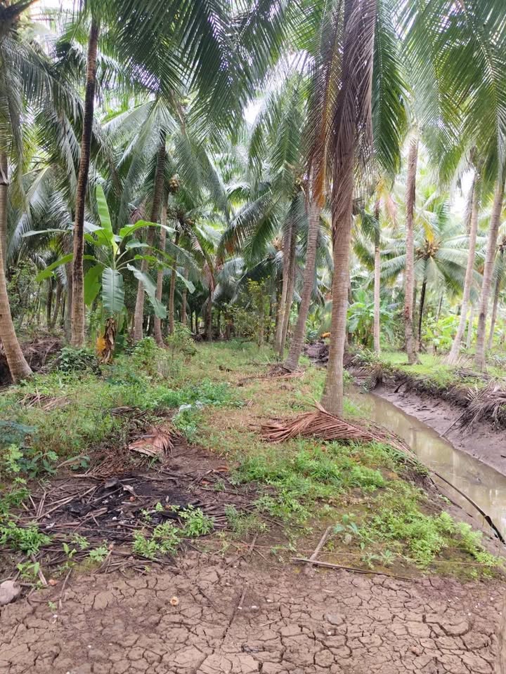 Đất Vườn Dừa 1500m² Tân Thành Bình, Bến Tre - Giá Đầu Tư 750 Triệu