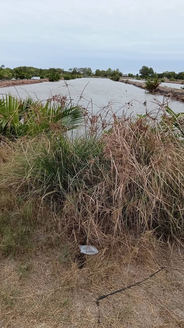 Bán Đất Vườn 9000m² Trà Vinh - View Kinh, Gần Chợ