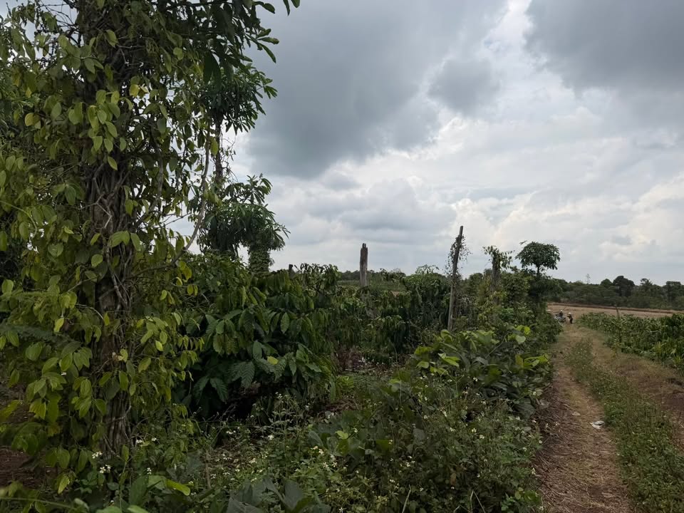 Bán đất Quảng Tiến, Cư M'gar 540m² giá 189 triệu - Tiềm năng tăng giá!