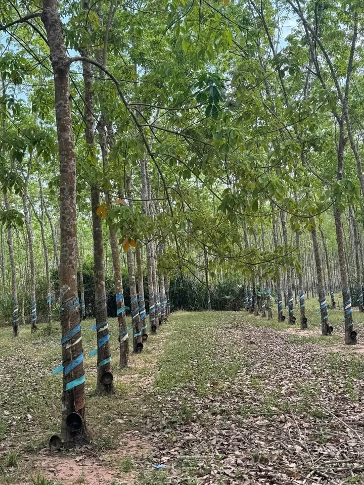 Đất Nền Tân Thành, Hàm Thuận Nam 3600m² - Sổ Đỏ Chính Chủ!