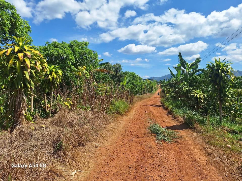 Đất Vườn Lâm Đồng 4100m² - 2.5 Tỷ, Mặt Tiền 70m Đường Đá Sẵn Sàng Đầu Tư