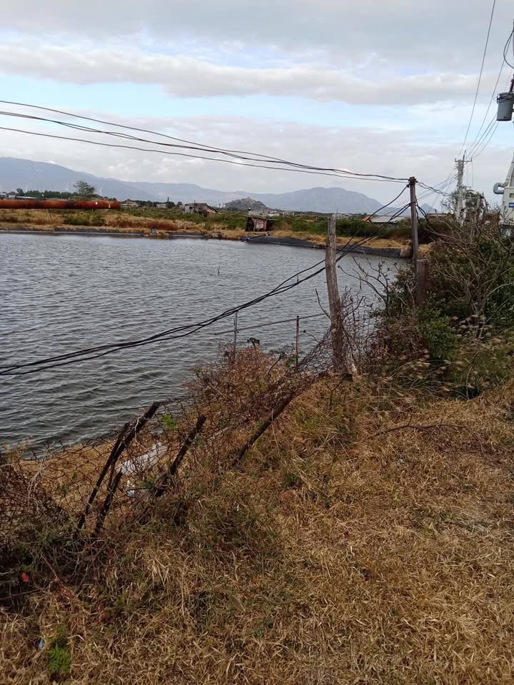 Đất nuôi tôm Ninh Hải 5.030m² giá 2.5 tỷ - Sổ đỏ chính chủ