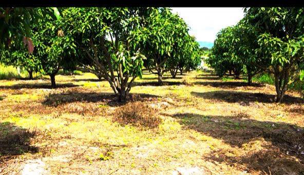 Đất vườn Cam Hiệp Nam 2000m² - Nghỉ dưỡng lý tưởng, sinh thái xanh!