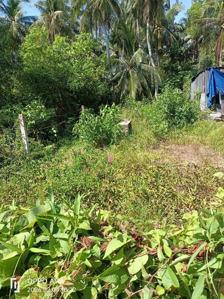 Bán Đất Thổ Cư 108m² Mỹ Xuyên, Sóc Trăng - Gần Chợ Trà Cuôn