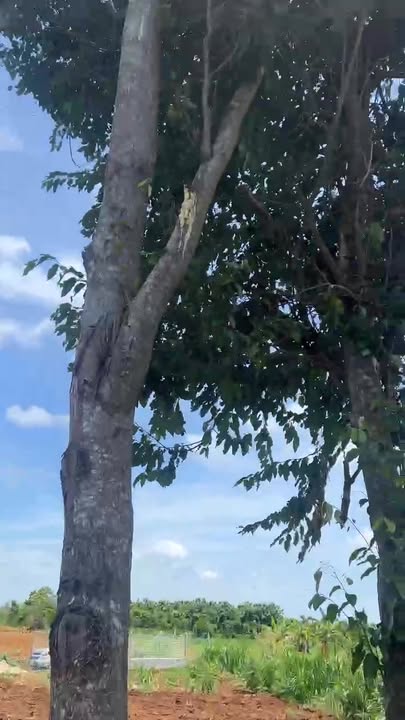 Đất vườn Cư M'gar 400m² view suối 250 triệu - Nghỉ dưỡng lý tưởng!