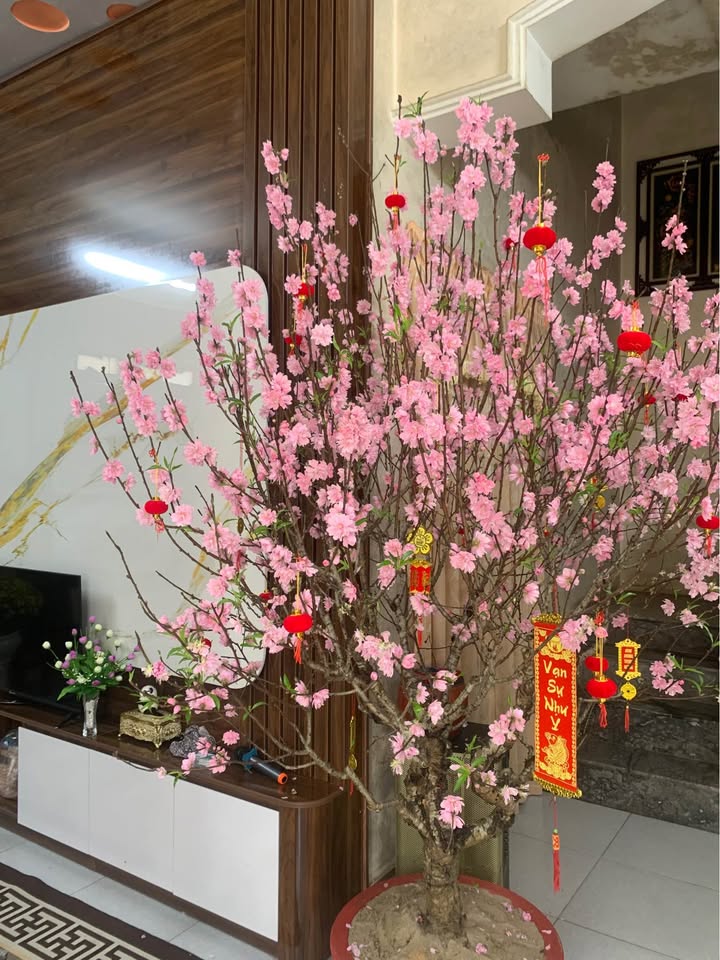 Đất nền Minh Xuân Tuyên Quang 465m² - Sẵn sàng xây nhà, ô tô vào tận nơi