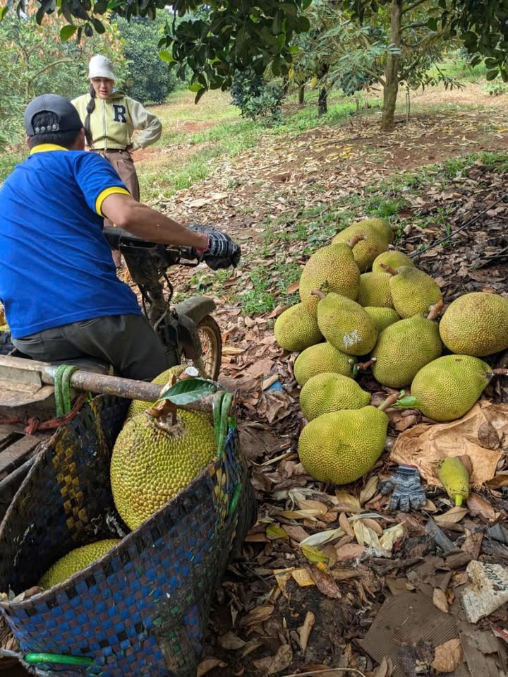 Đất Vườn Phú Riềng 4.5 Héc view hồ - Đầu tư sinh lời 18 Tỷ