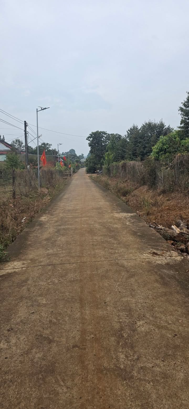 Đất Farm 1480m² Đức Phong, Bình Phước - 17 Cây Sầu Riêng Thái - Giá 1.1 Tỷ