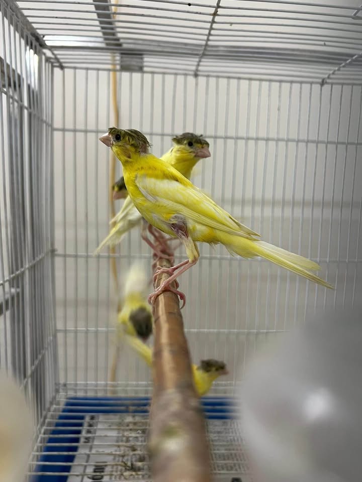 Nhà mặt phố Hàng Kênh 55m² giá 1.1 tỷ - Vị trí đắc địa kinh doanh!