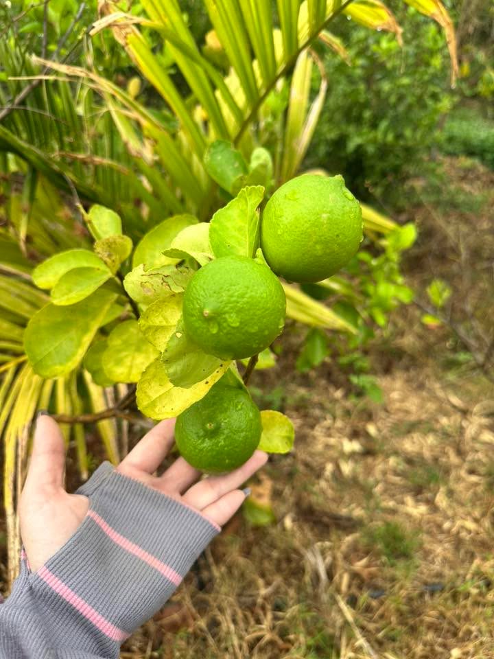 Đất Vườn Đắk Lắk 2ha - Dòng Tiền Ổn Định, Bám Suối Lớn