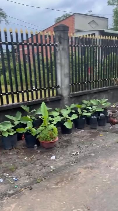 Bán Đất Nền Châu Thành Tây Ninh 268m² - Sổ Đỏ Chính Chủ, Nở Hậu Tài Lộc