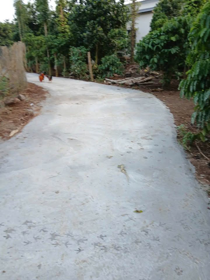 Bán Đất Vườn 3000m² Xã Đá Bạc, Châu Đức - Sổ Hồng Riêng, Đường Xe Máy