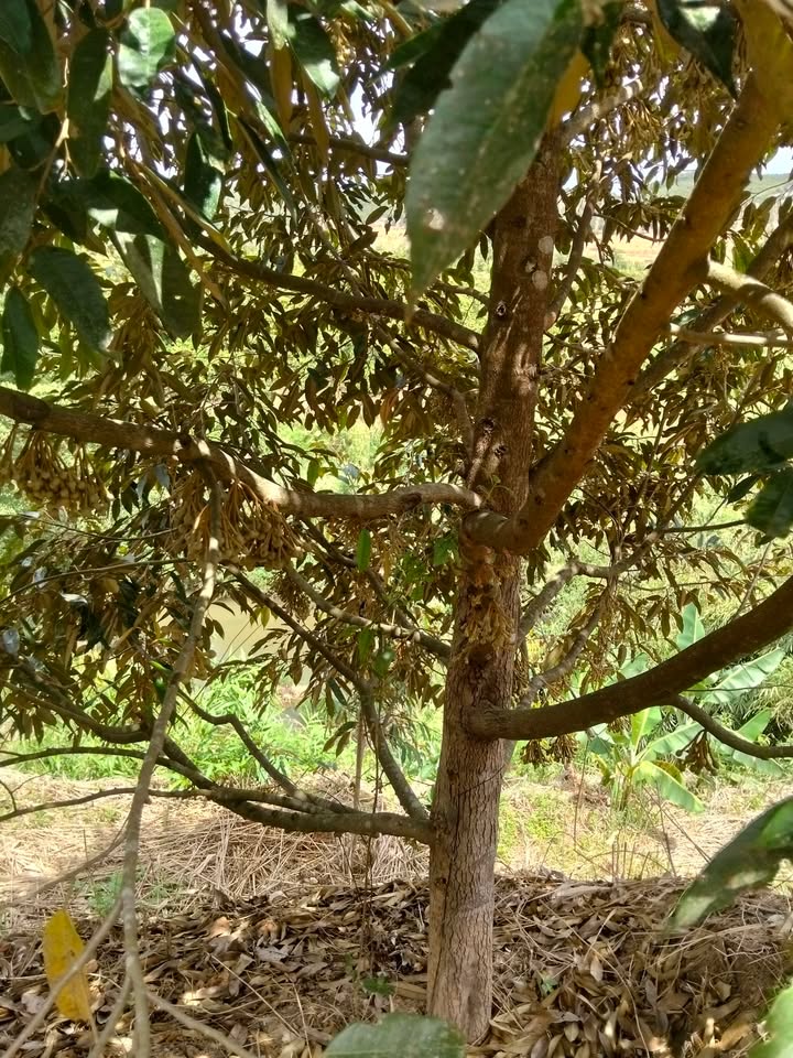 Bán Đất 12000m² Liêng Srônh, Đam Rông - Sổ Đỏ, Sẵn Nguồn Thu Nhập 2.45 Tỷ