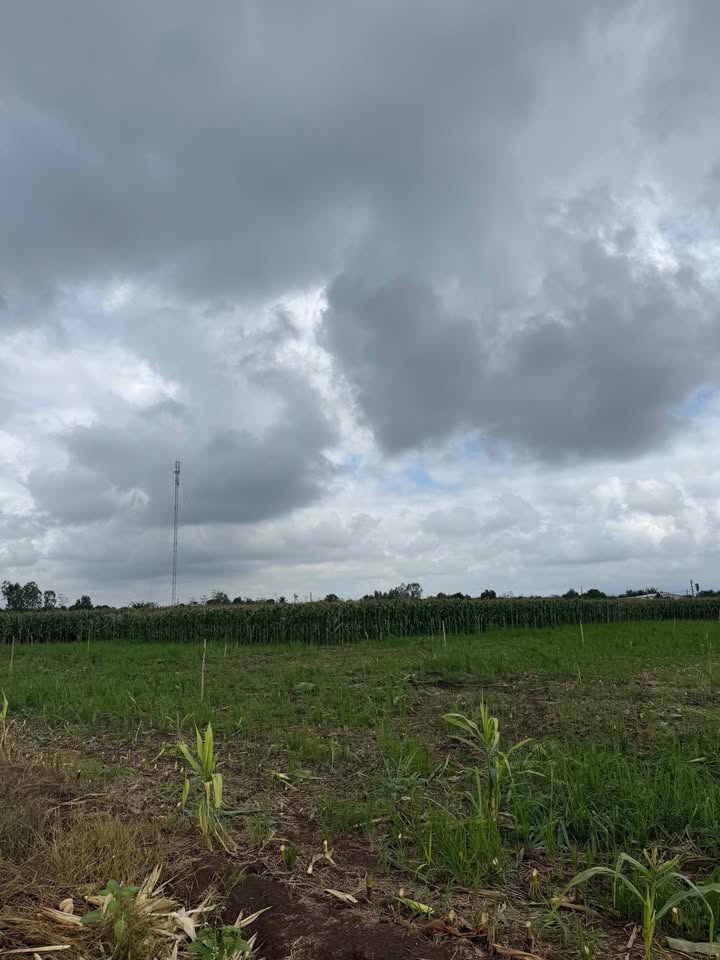 Đất Nền 1620m² Xuân Đông, Cẩm Mỹ - Sổ Đỏ Rõ Ràng, Vị Trí Tiềm Năng