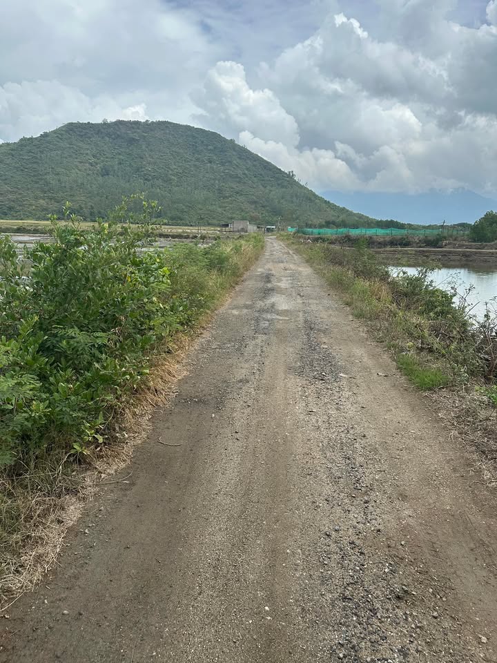 Đất Ninh Ích 4300m² Full Thổ Cư - Sổ Đỏ Rõ Ràng, Tiềm Năng Phân Lô